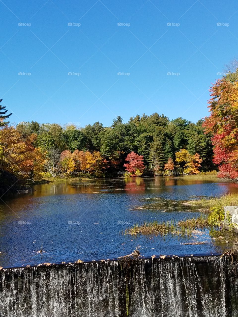 Scenic view of nature