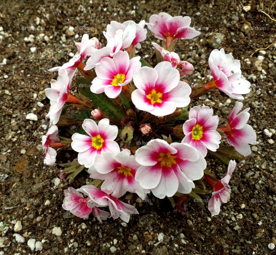 Beautiful flower in  the ground on the park South Korea
