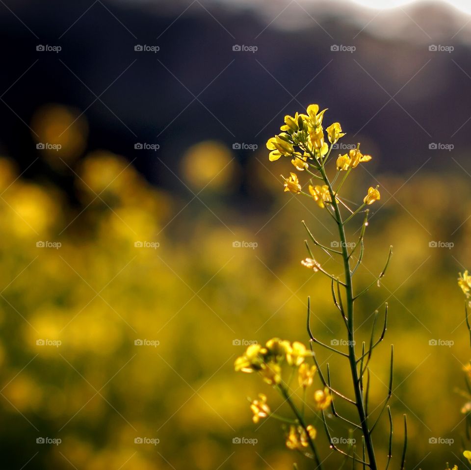 Yellow Flowers. Field of yellow flowers
