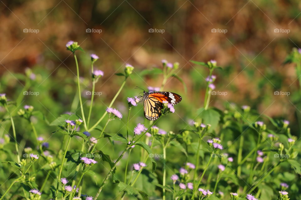 Butterfly in the meadow