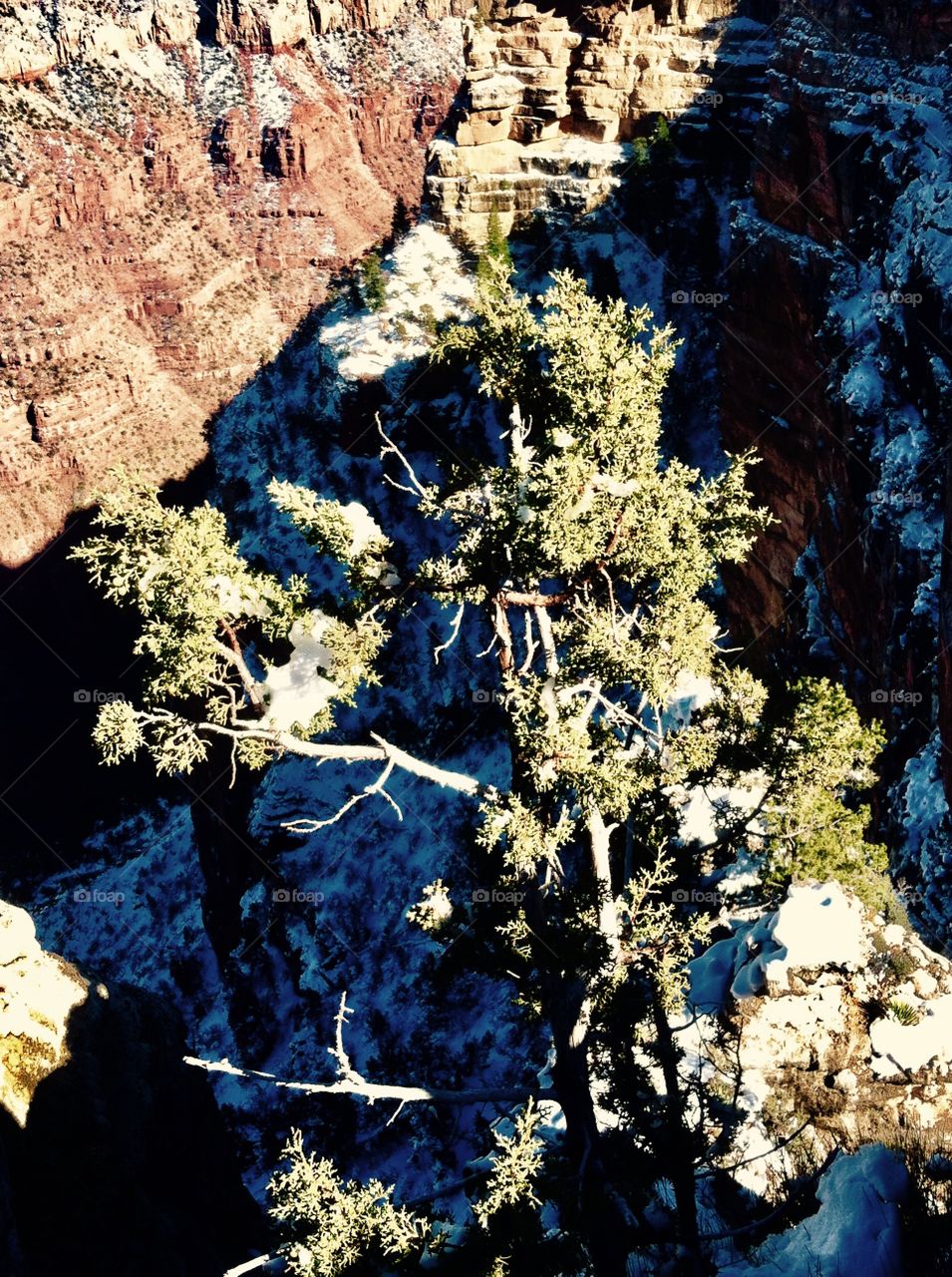 Grand Canyon plant life