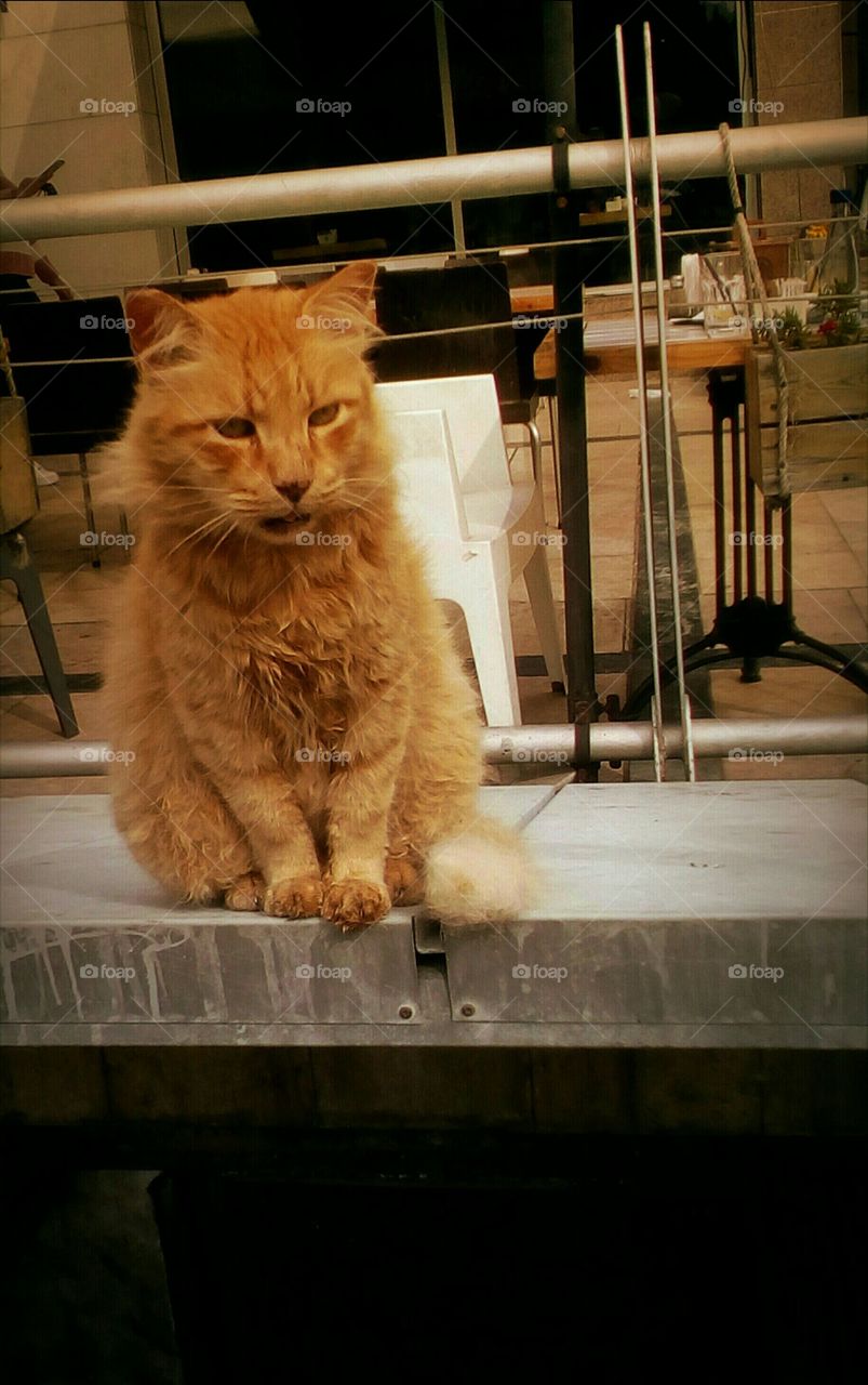 Red furry wild serious interesting cat
in closeup outdoors