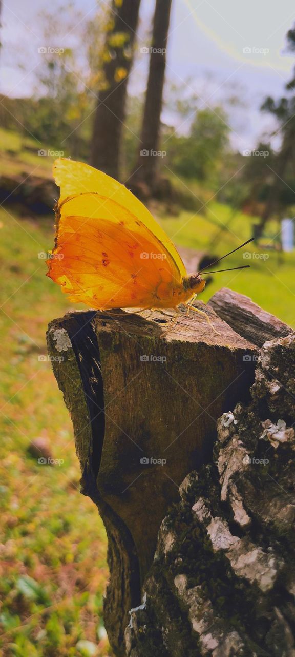 yellow gem butterfly