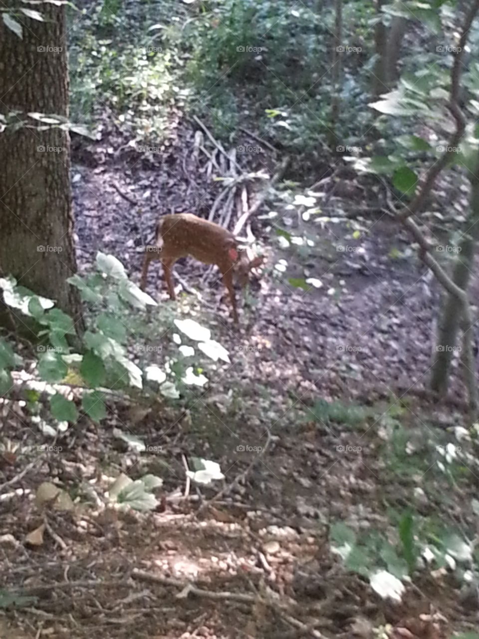 deer. deer in woods