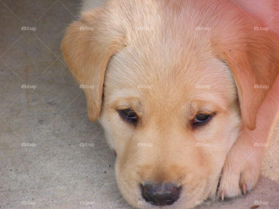 This is a soft, cuddly, yellow Labrador retriever puppy.