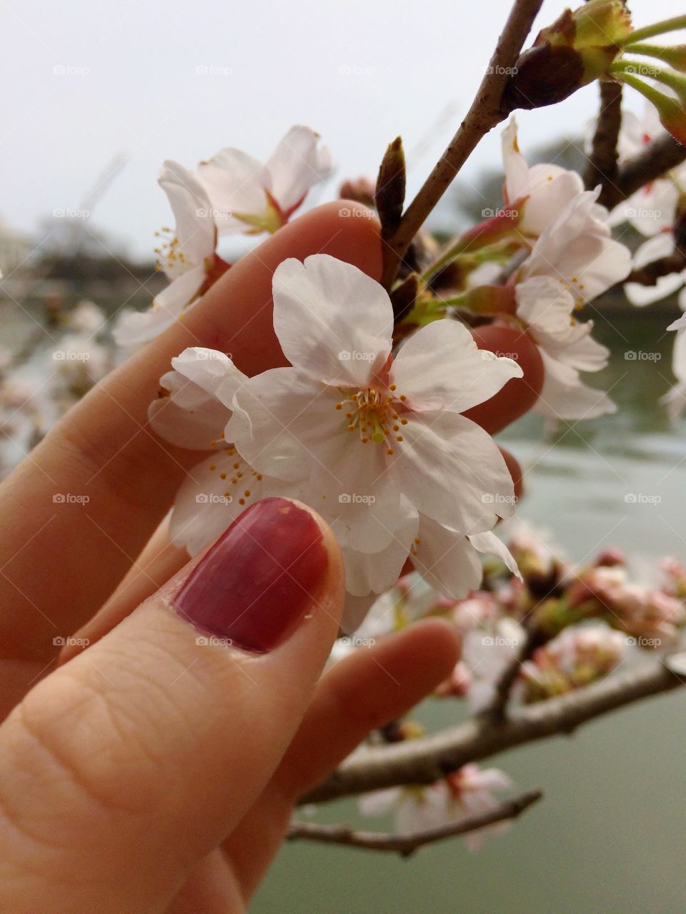 Delicate blossom