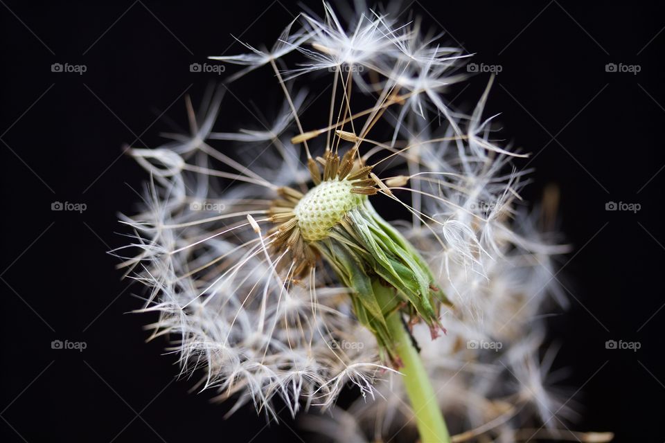 dried dandelions, macro of dandelion seeds 