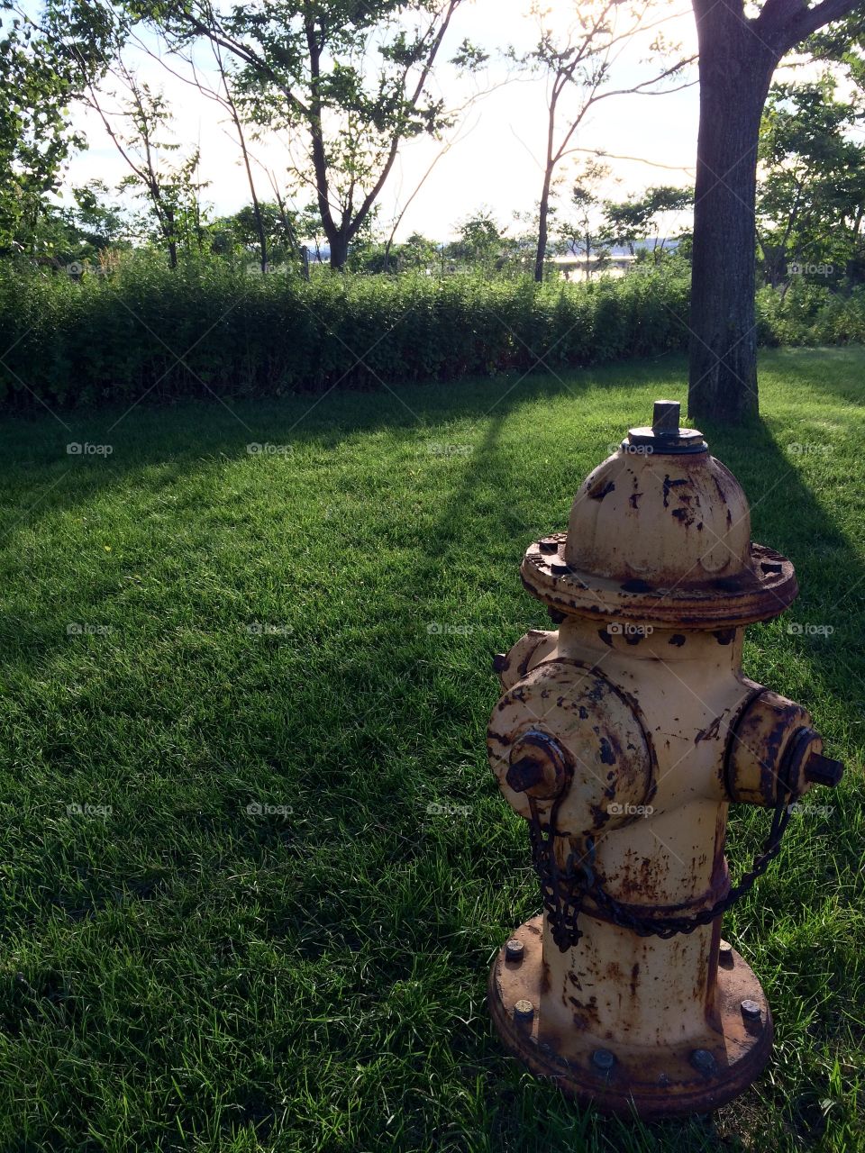 Hydrant at the park