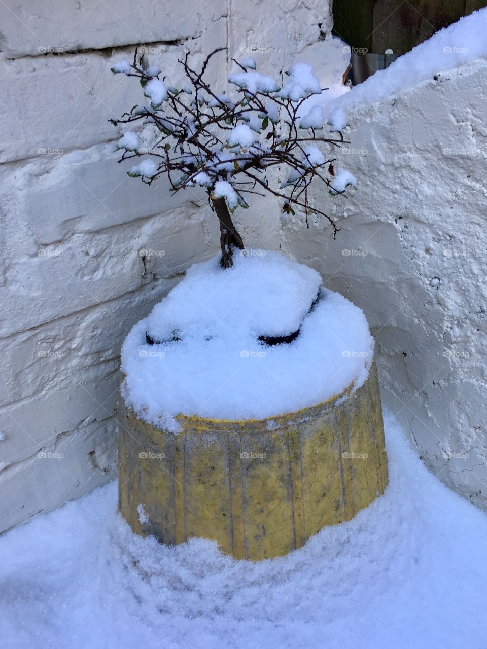 My Bonsai stands strong, the snow fell around it and in time new life will grow once more from its branches. 