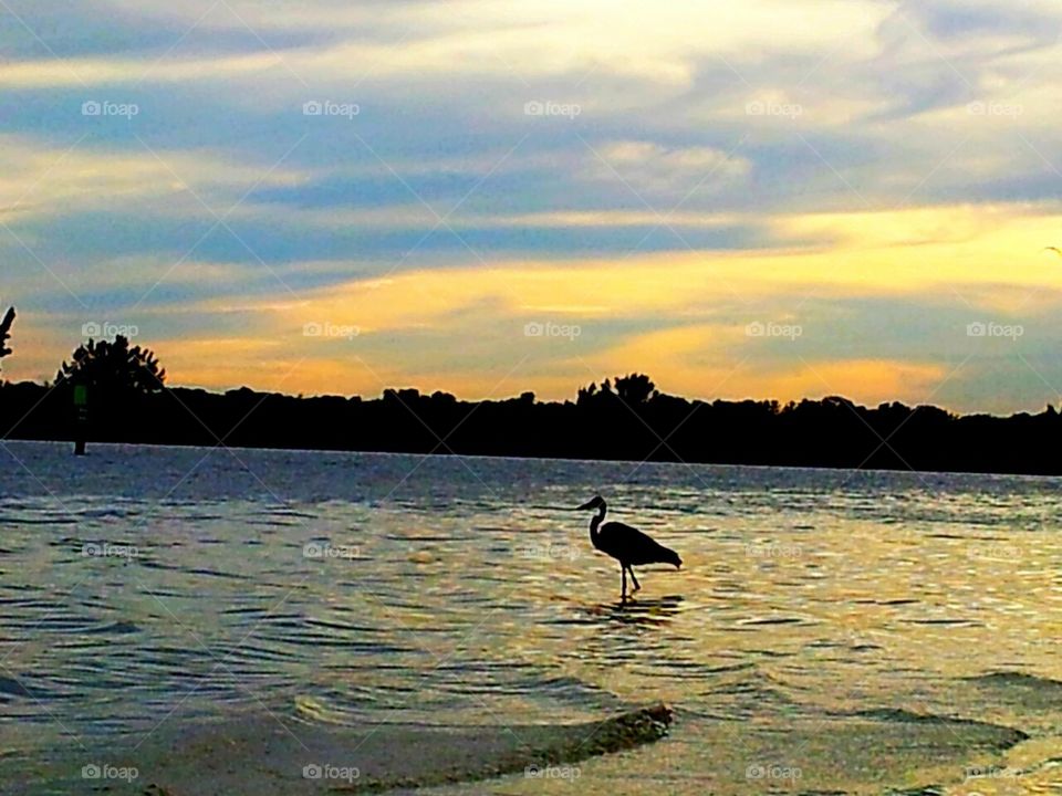 Blue heron at sunset