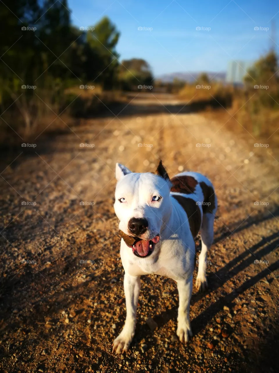 dog