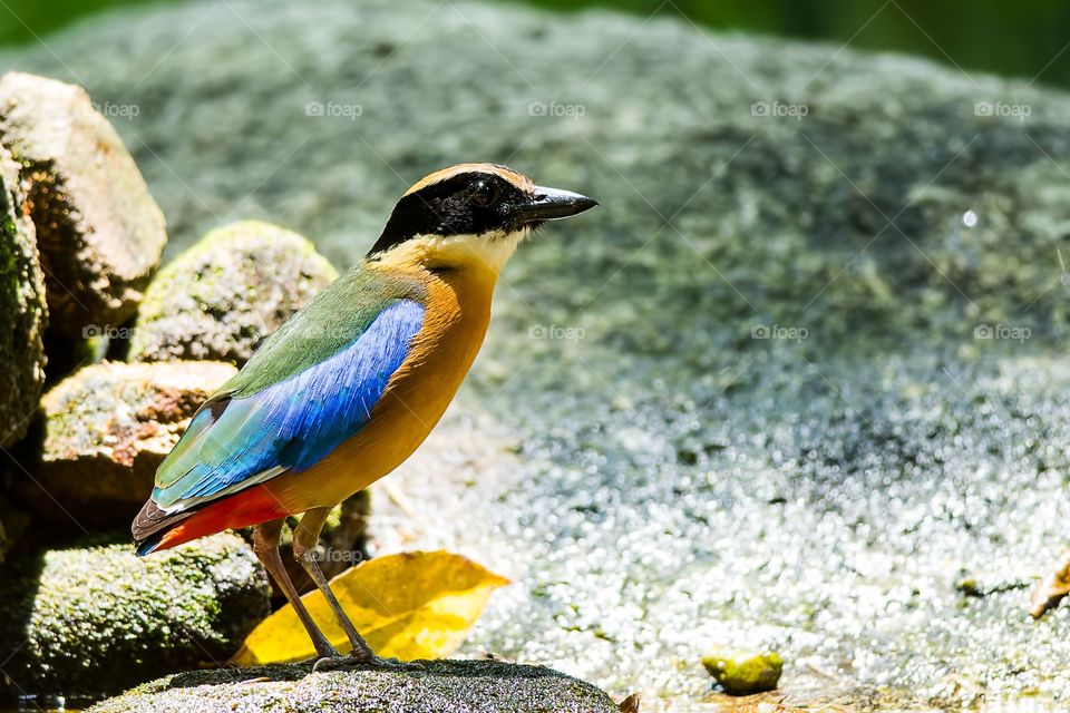 Multicolored bird on the rock