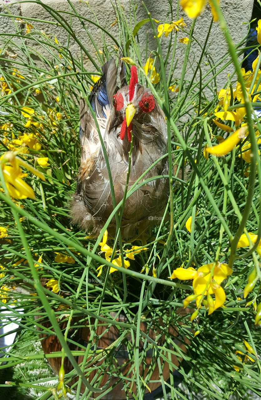 gallo