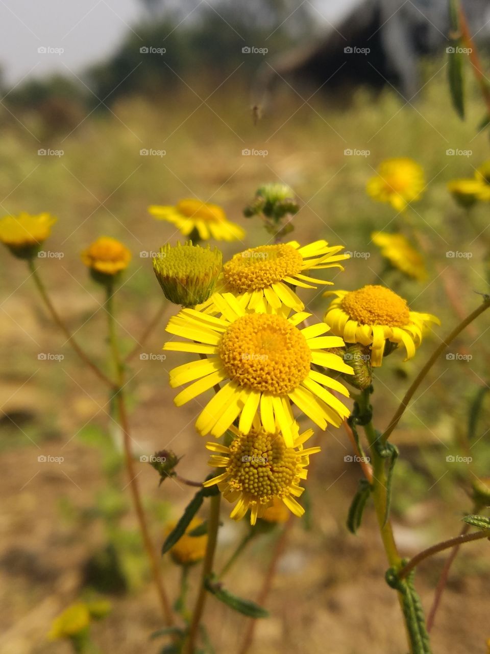 small flower with amazing yellow color. captured in Farm...