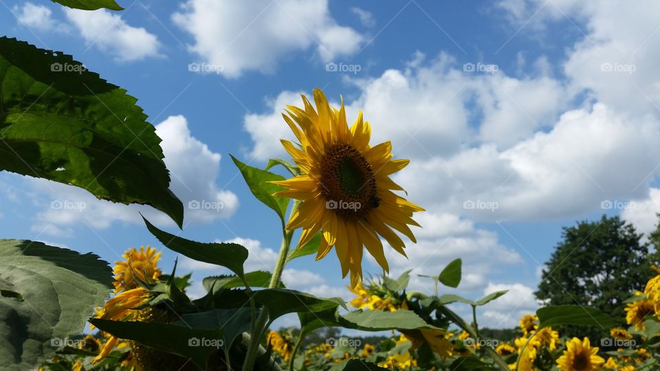 sunflower in fields