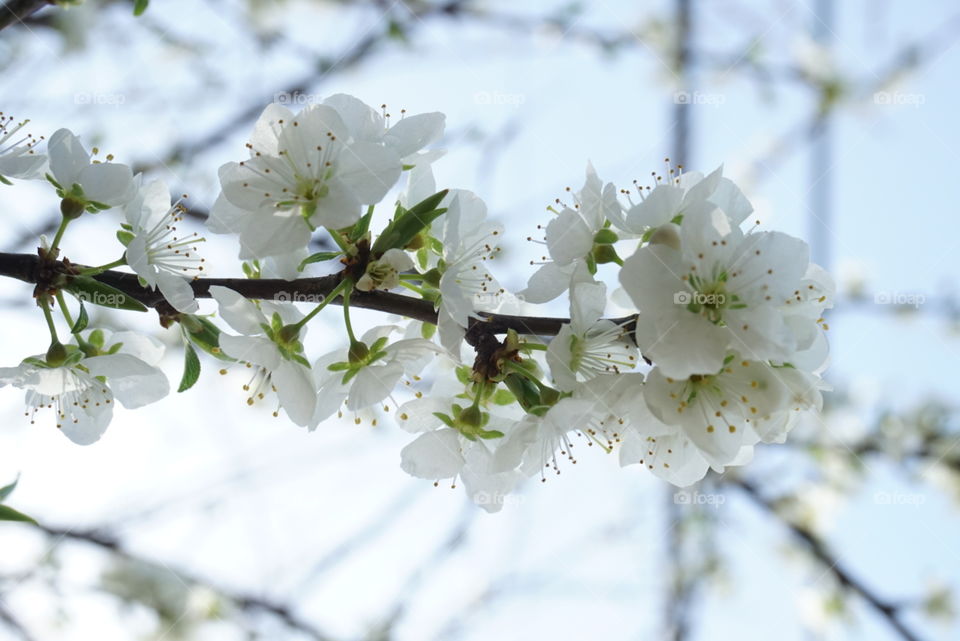 Spring Flowers