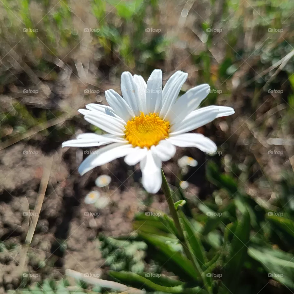 Chamomile