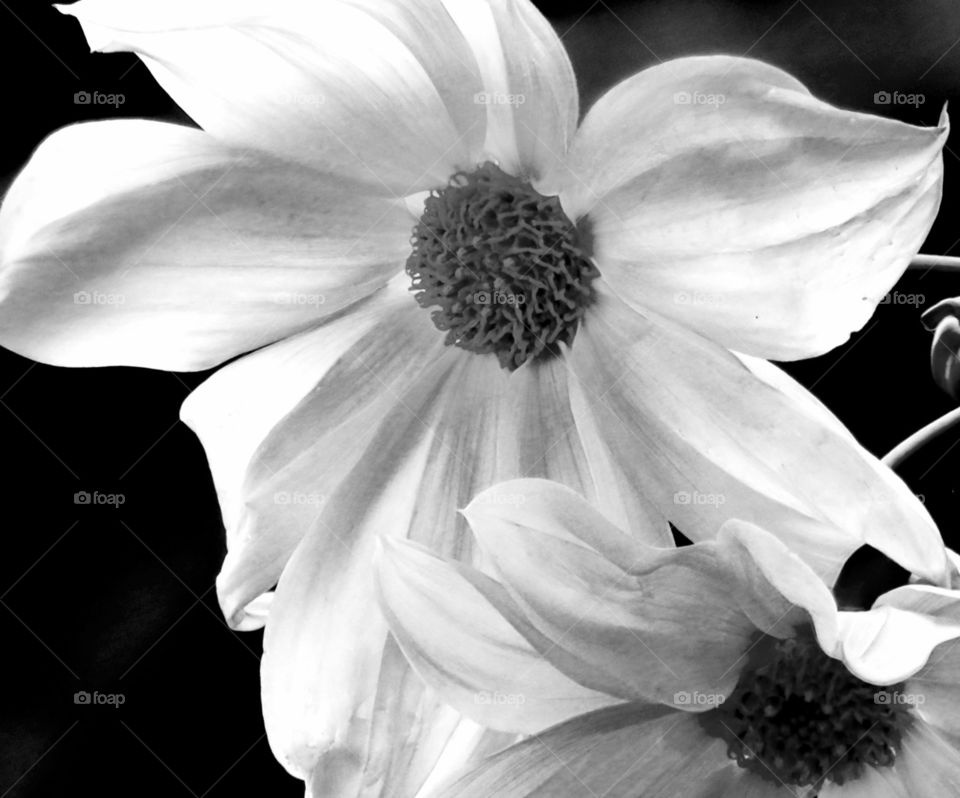 皇帝ダリア  Winter Flower