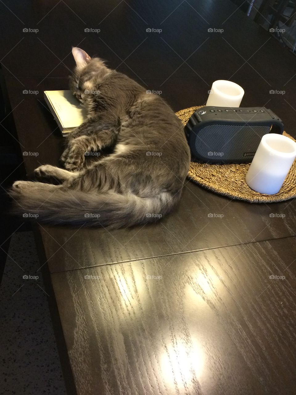 Sleepy cat on the table