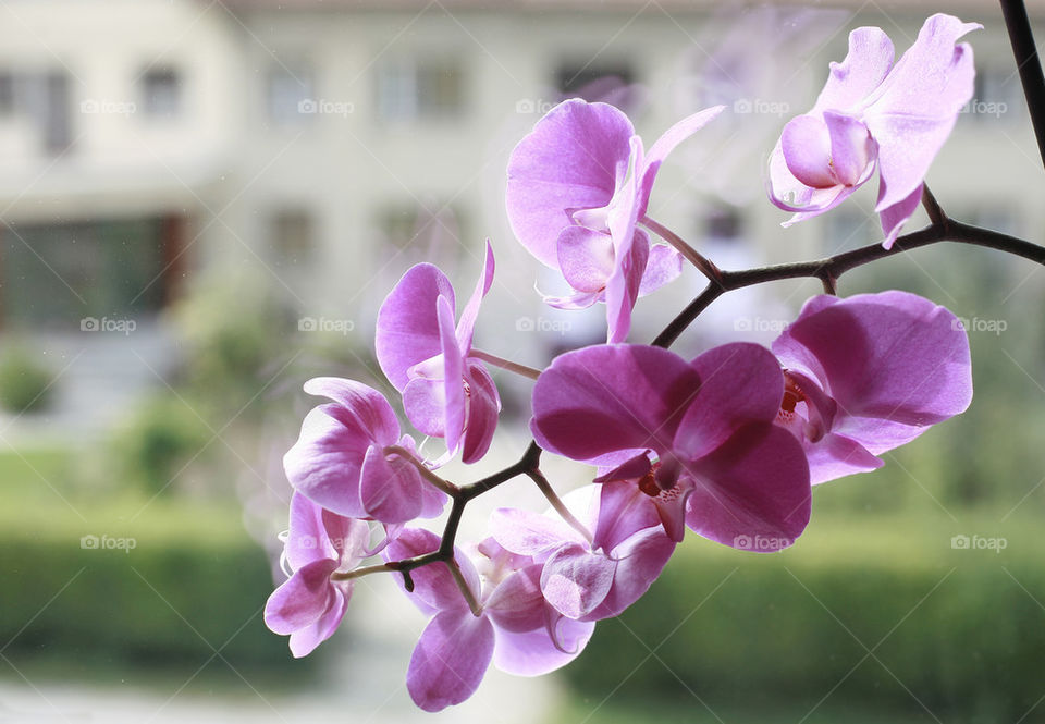 orchids on window, detail