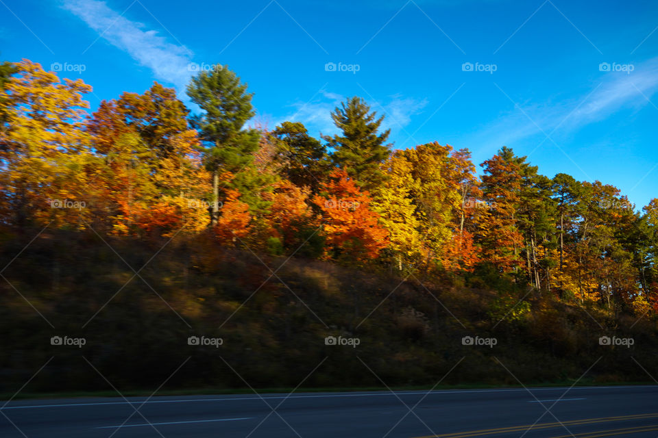 Fall Landscape * Paisaje de otoño