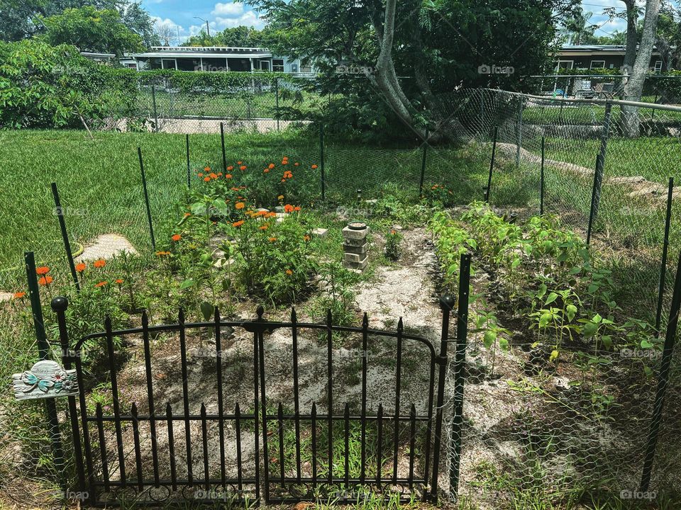 Growing your own to not only feed yourself, but also nature, is a wonderful reward 