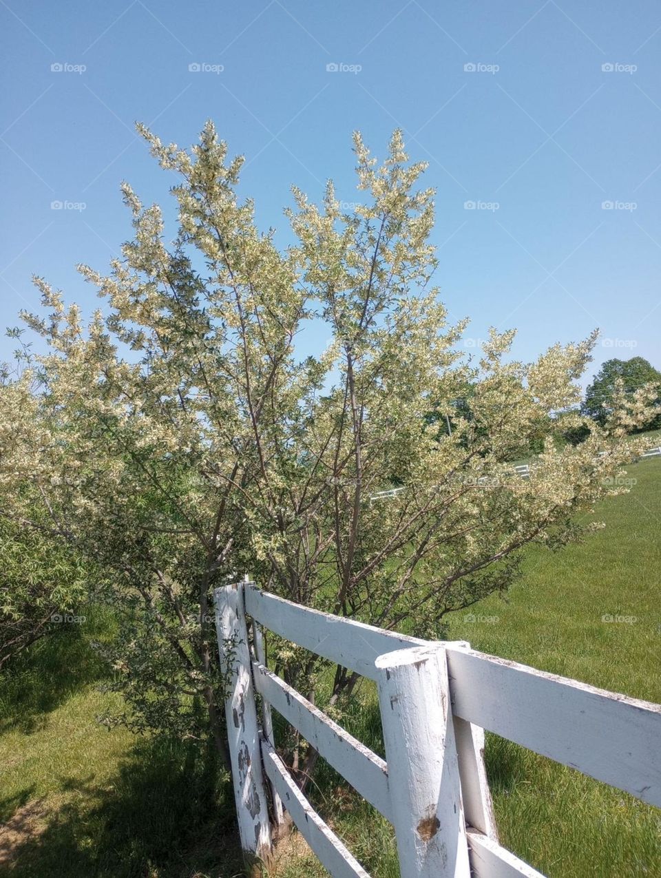 Country View of the Summer