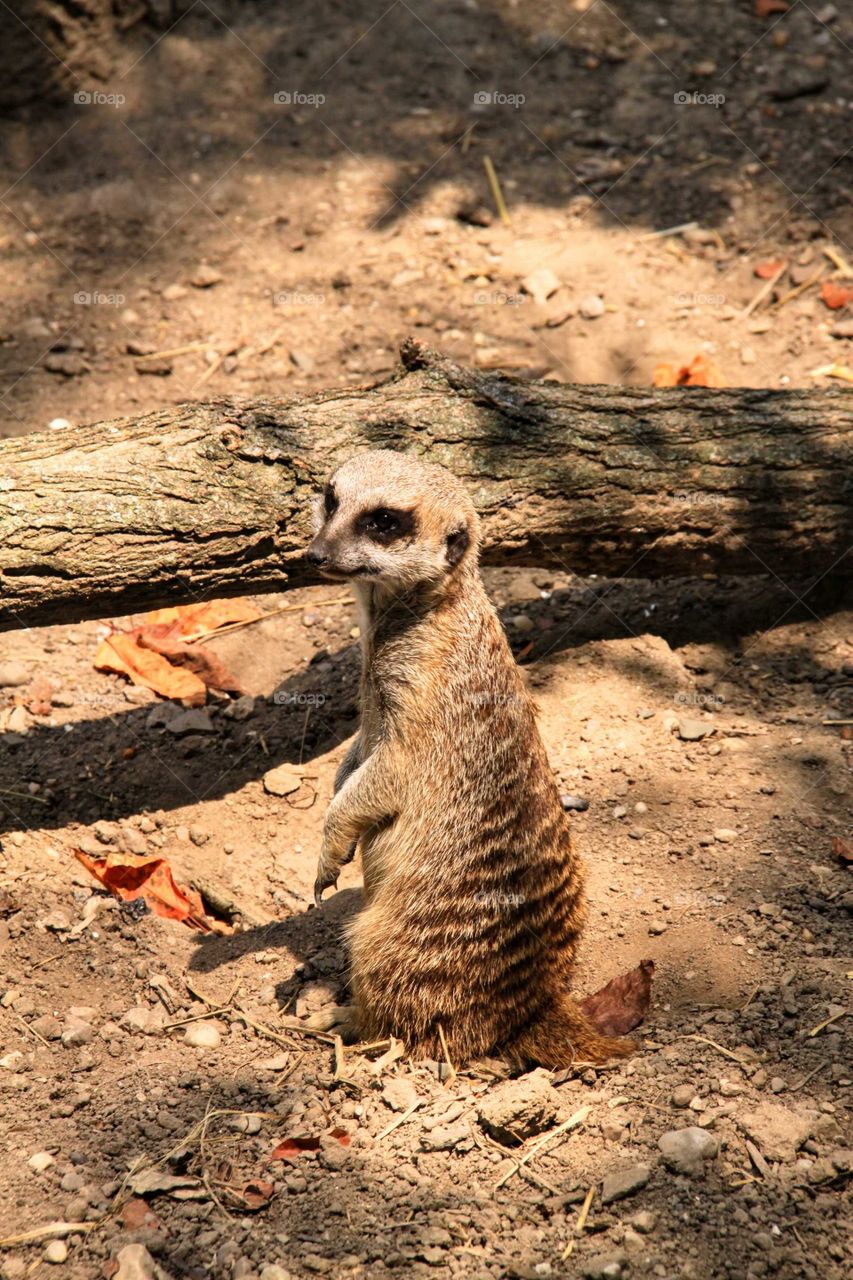 Meerkat