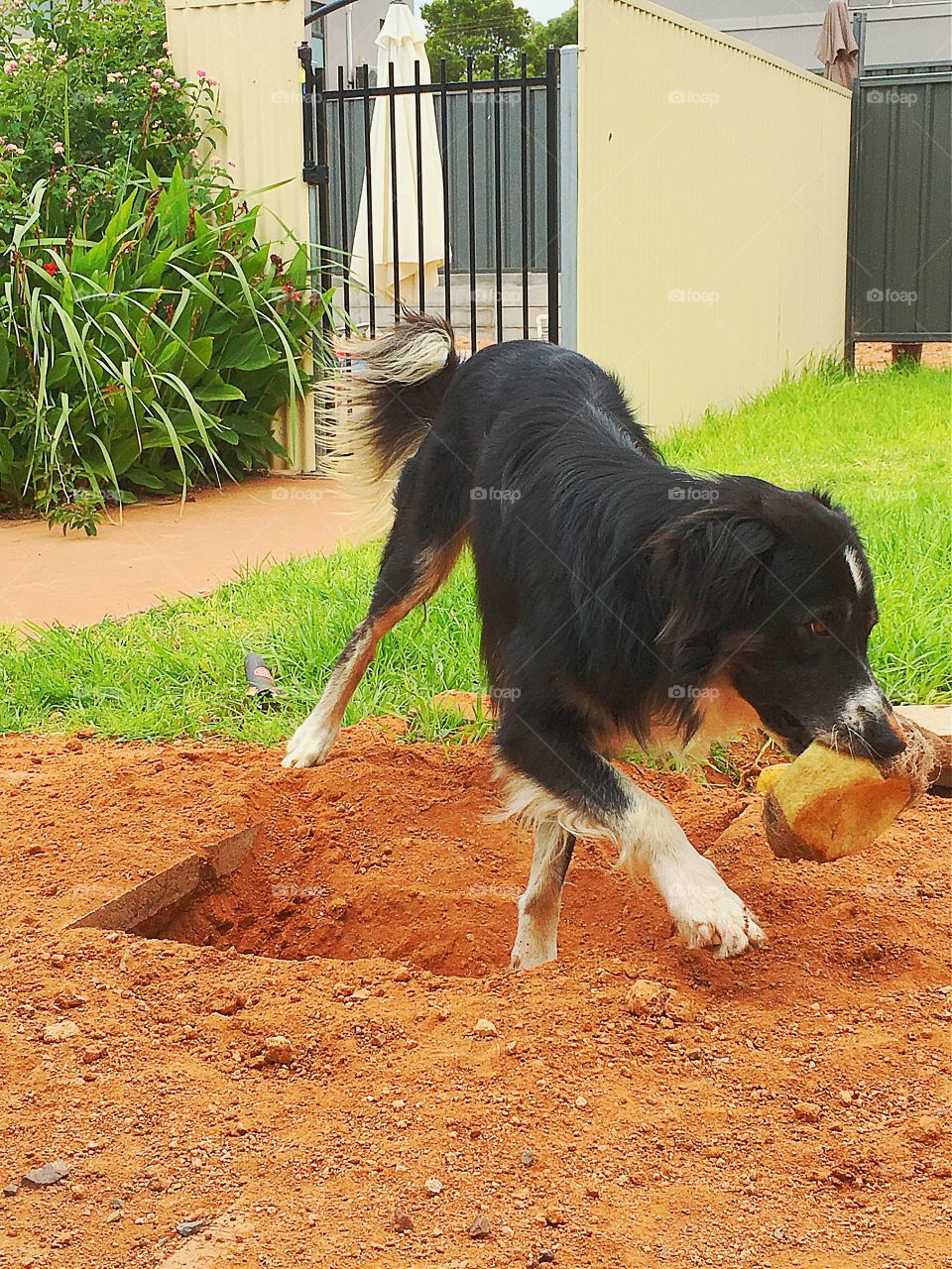 Naughty puppy for digging up our patio!