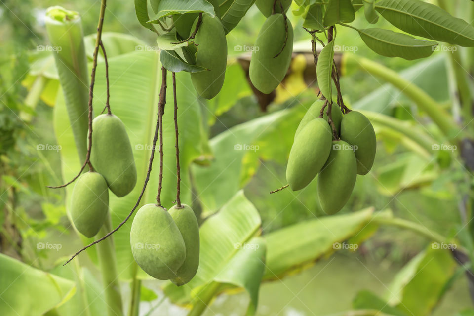 Many mango on the tree in garden Background blur banana tree.