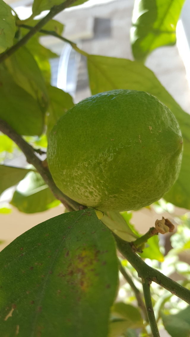 lemon