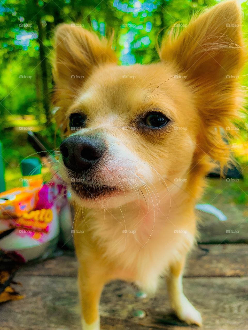 Chihuahua enjoying the warm summer day.