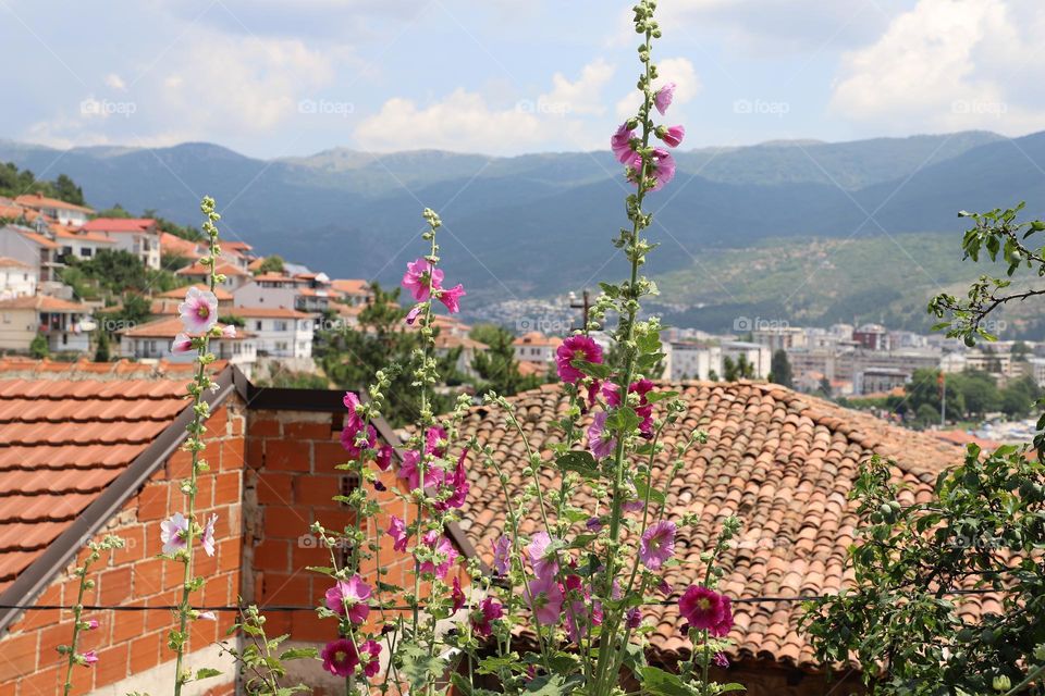 Flowers by the rooftop 