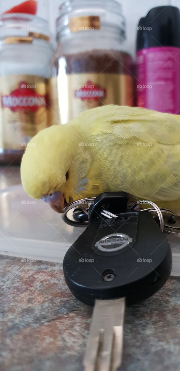 baby budgie playing