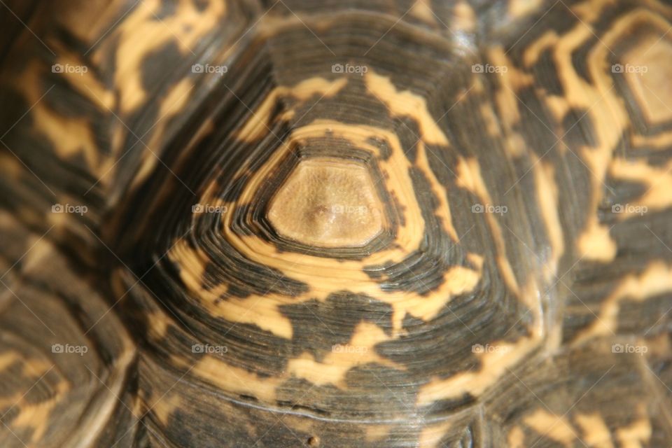 Ellipsis are all around us. This unique pattern on my leopard tortoise’s shell shows the age rings so well