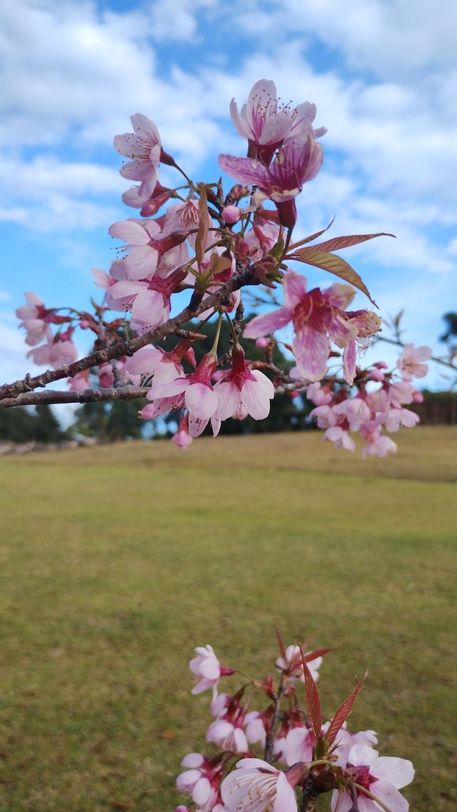 cherry tree 🌸
