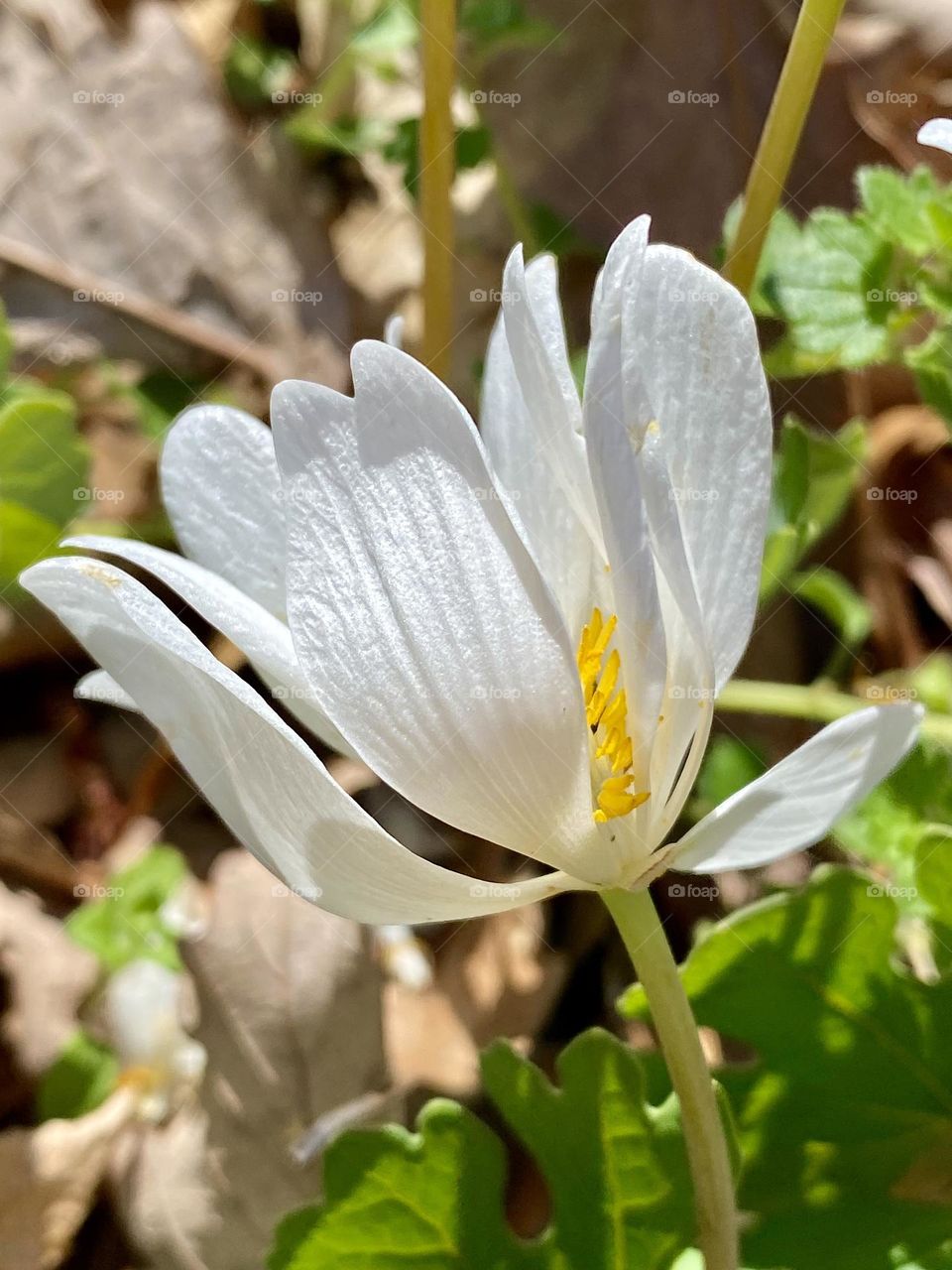 Close up of a bloodroot flower
