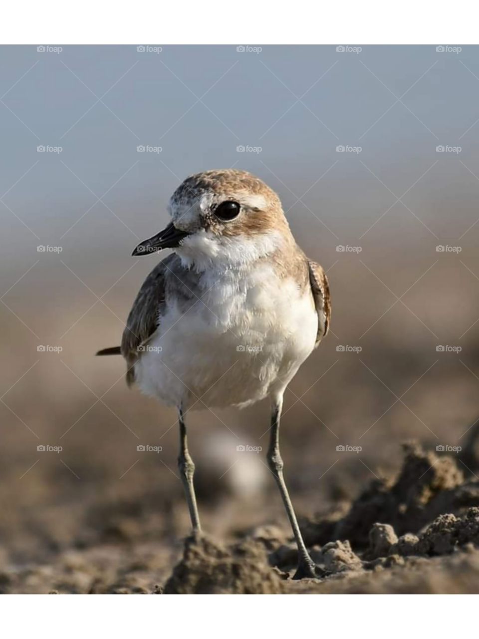 plover bird