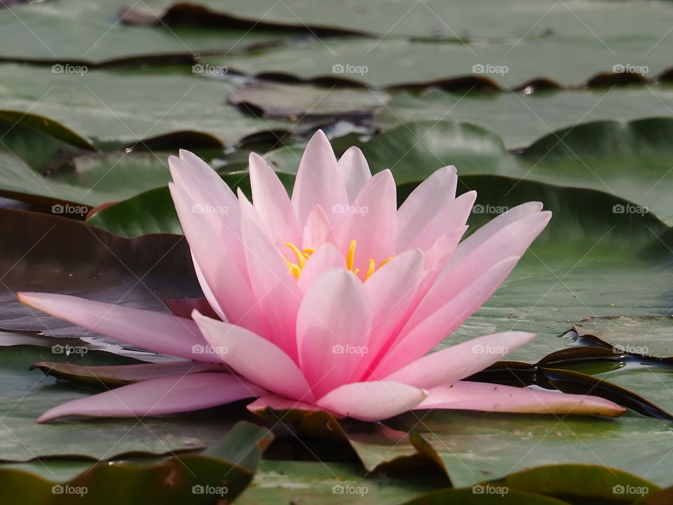 Water lilly