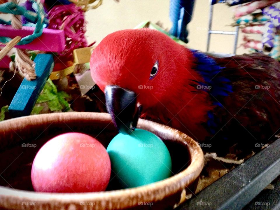Lady Sadie attending to some colorful eggs.