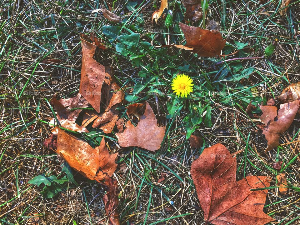 Yellow flower of Fall 