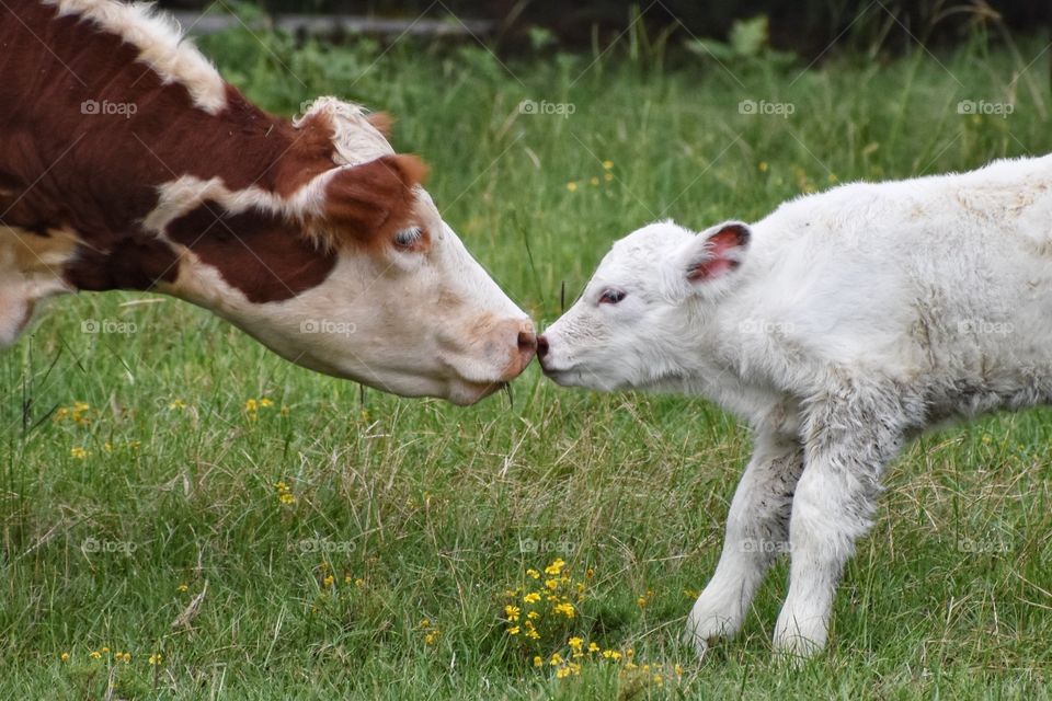 Yearling and new born calf meeting for the first time. 