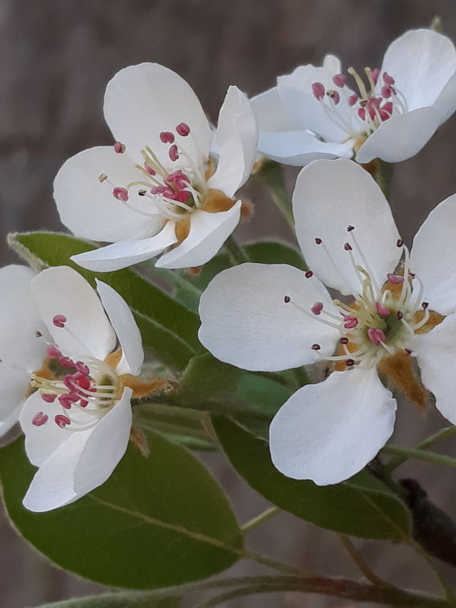 A beleza das flores