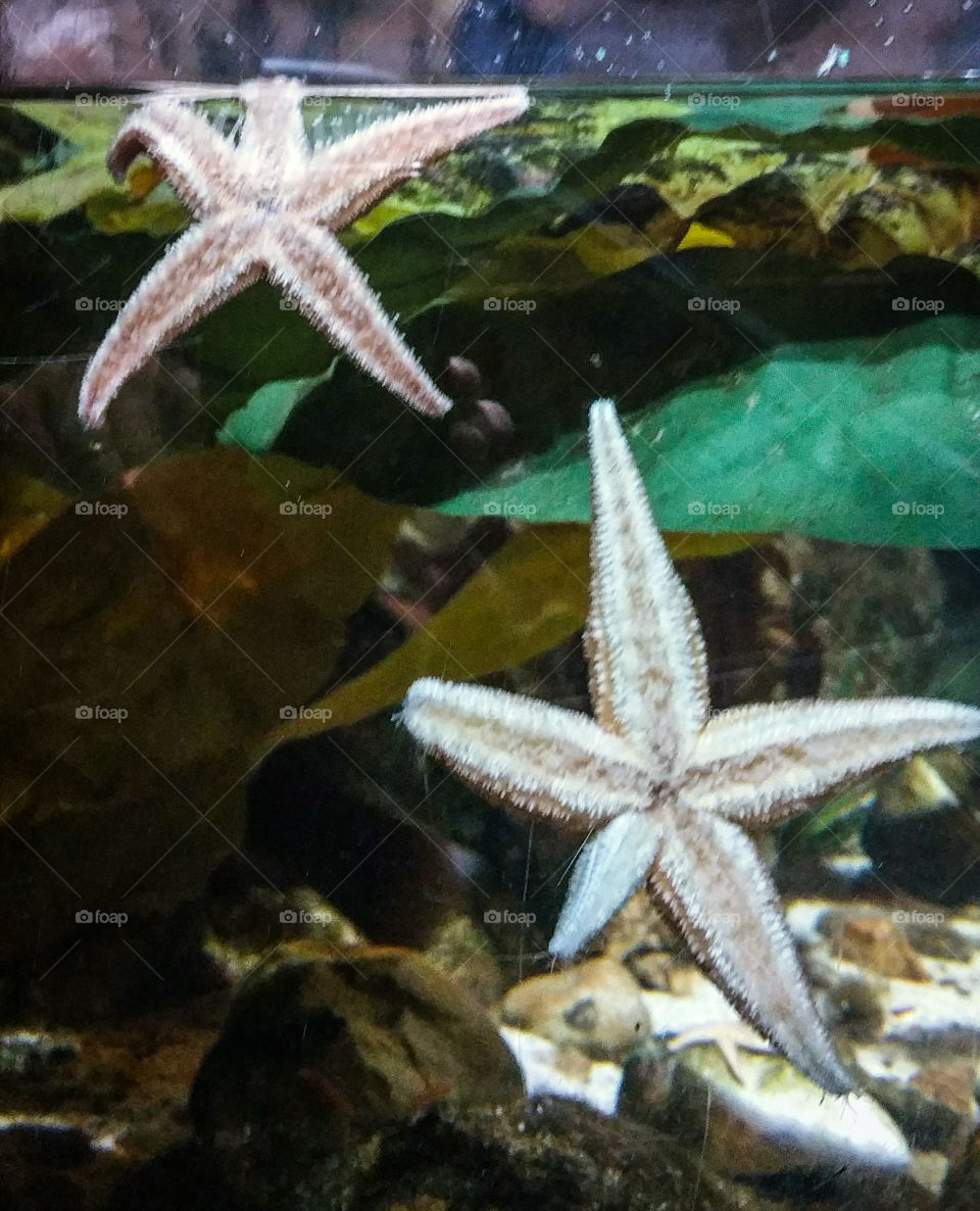 Starfish in a fish tank / Aquarium