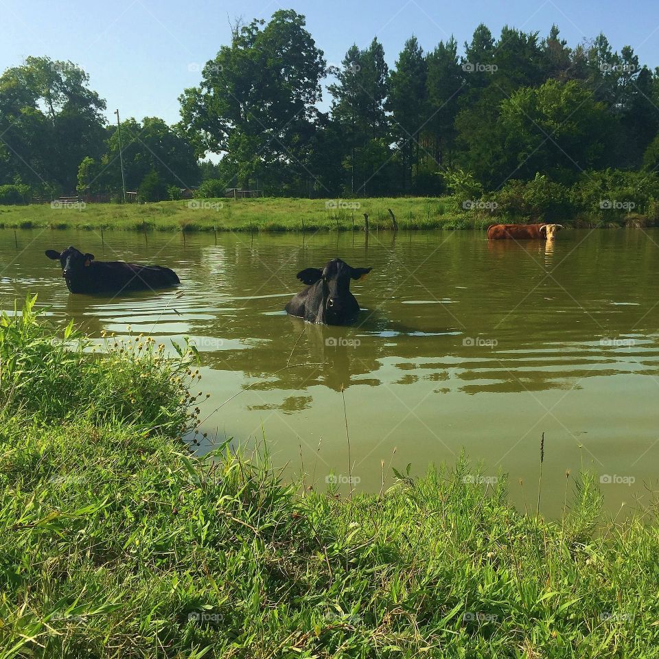 Cattle cooling off in the pond 