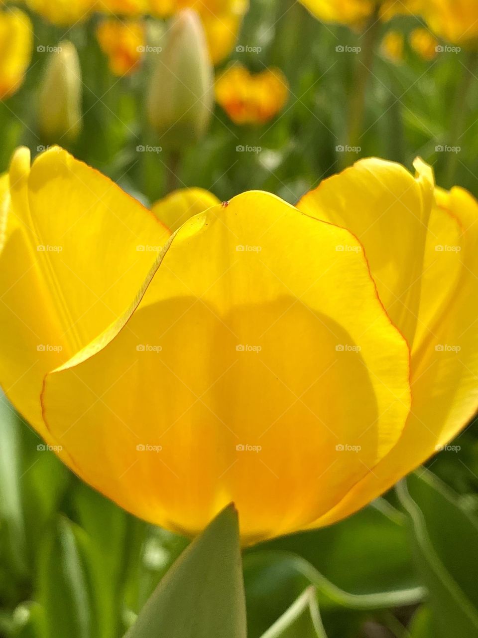 Close up of a bright yellow and orange tulip