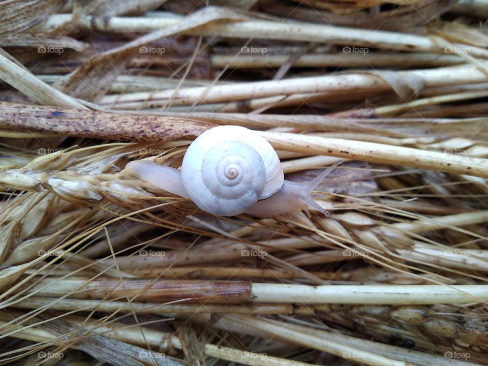 Snail