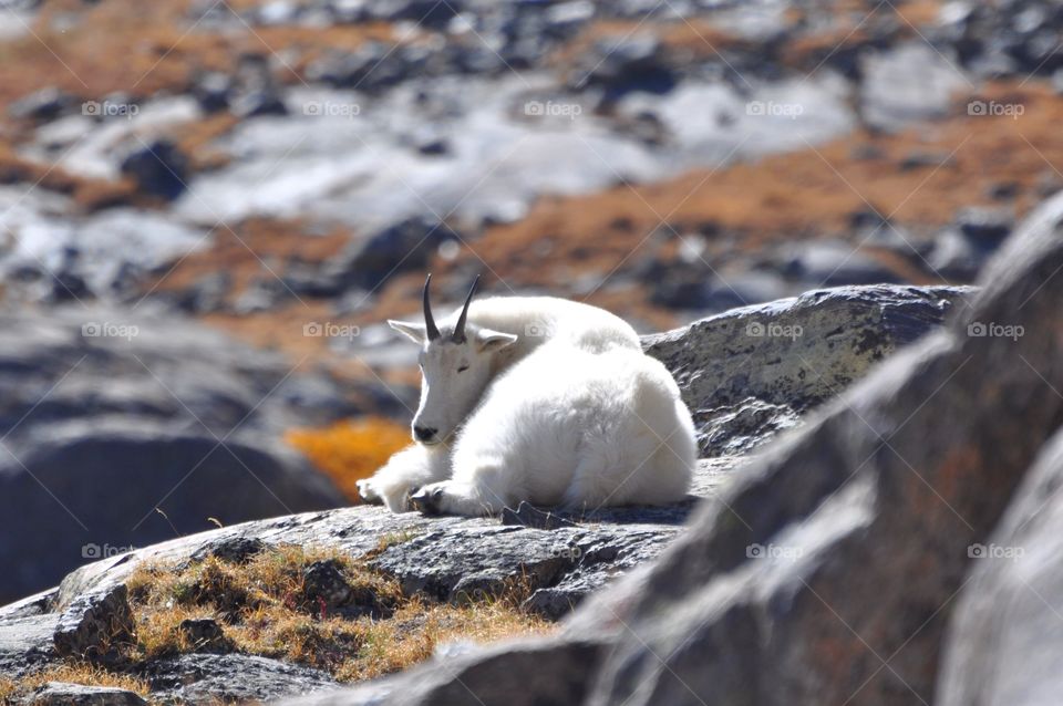 A mountain goat sleeping on a very colorful alpine tundra while the sun shines down.