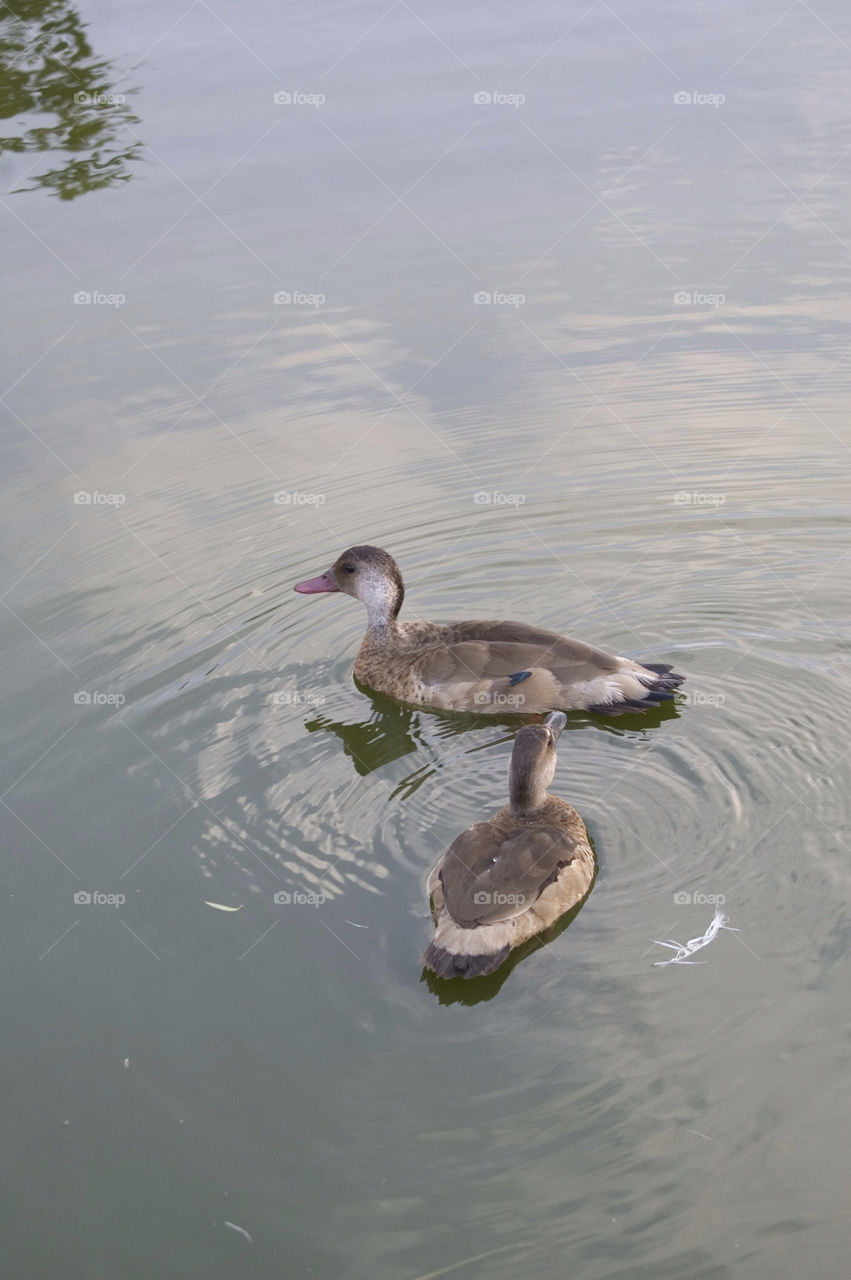 water lake ducks swimming by gabrielsap