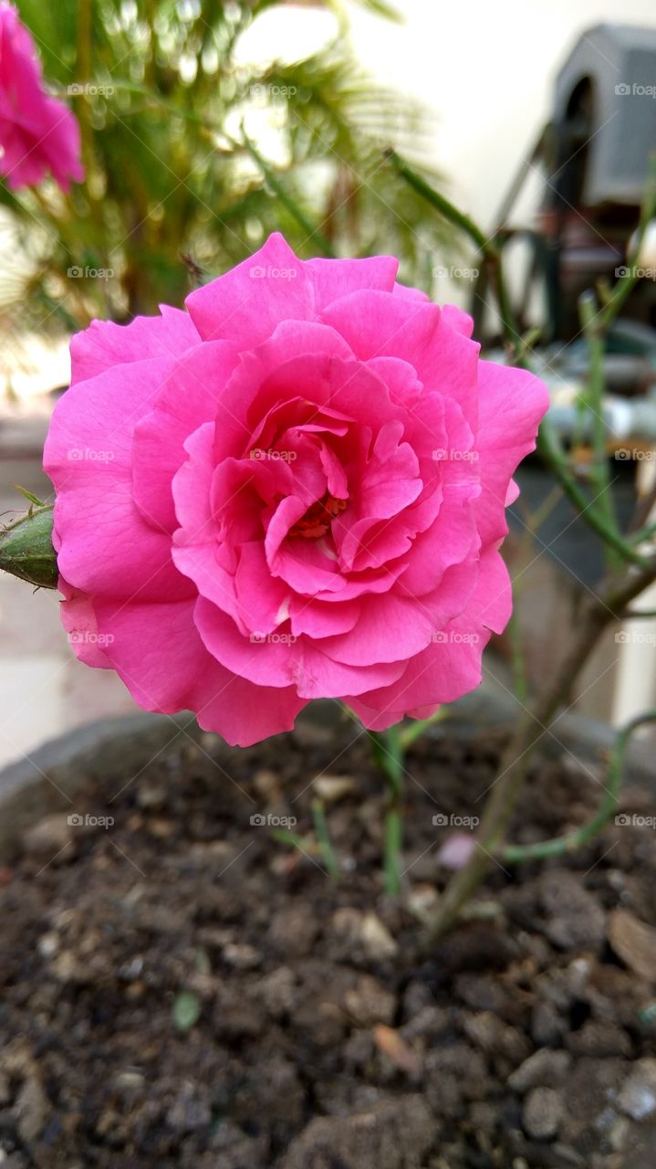 colour rose